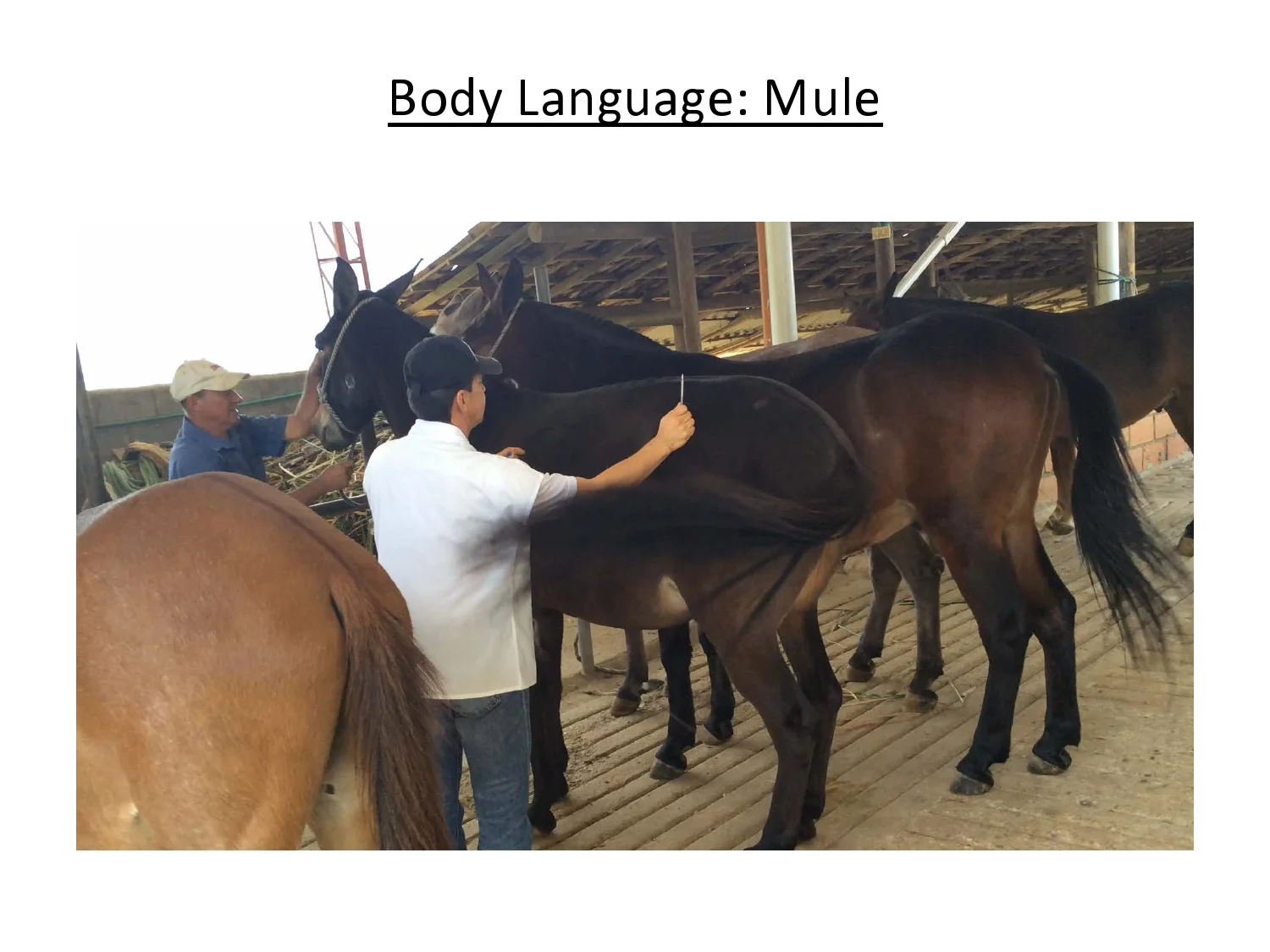Mule Behavior Differences with horses and donkeys — American Mule