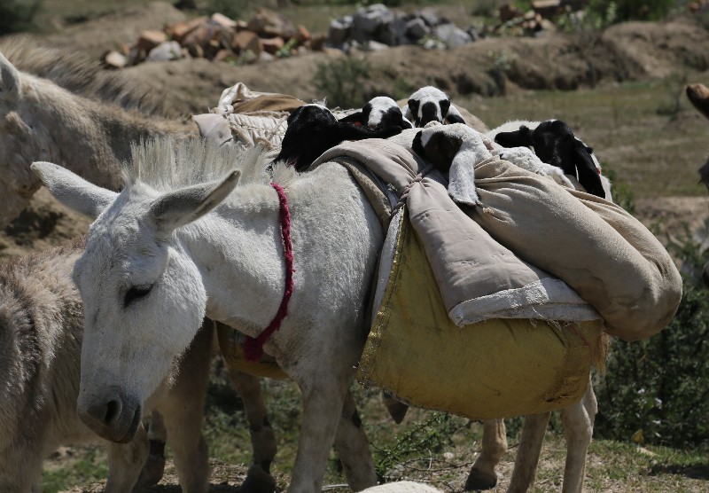 large_baby_sheep_om_donkey.jpg