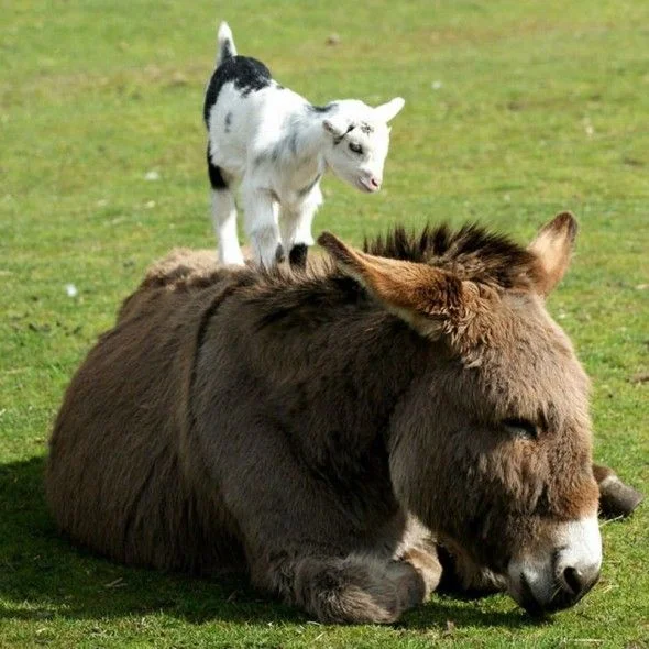 Guard Donkeys?