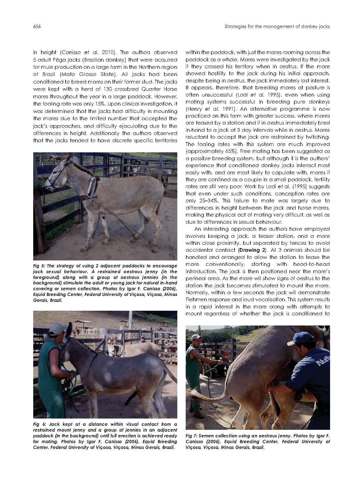 Strategies for the management of donkey jacks in intensive breeding systems — American Mule Association