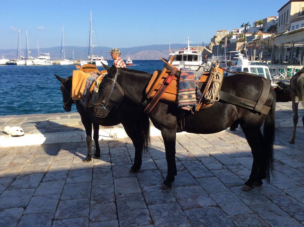 Mules in Greece: closer look at Hydra — American Mule Association