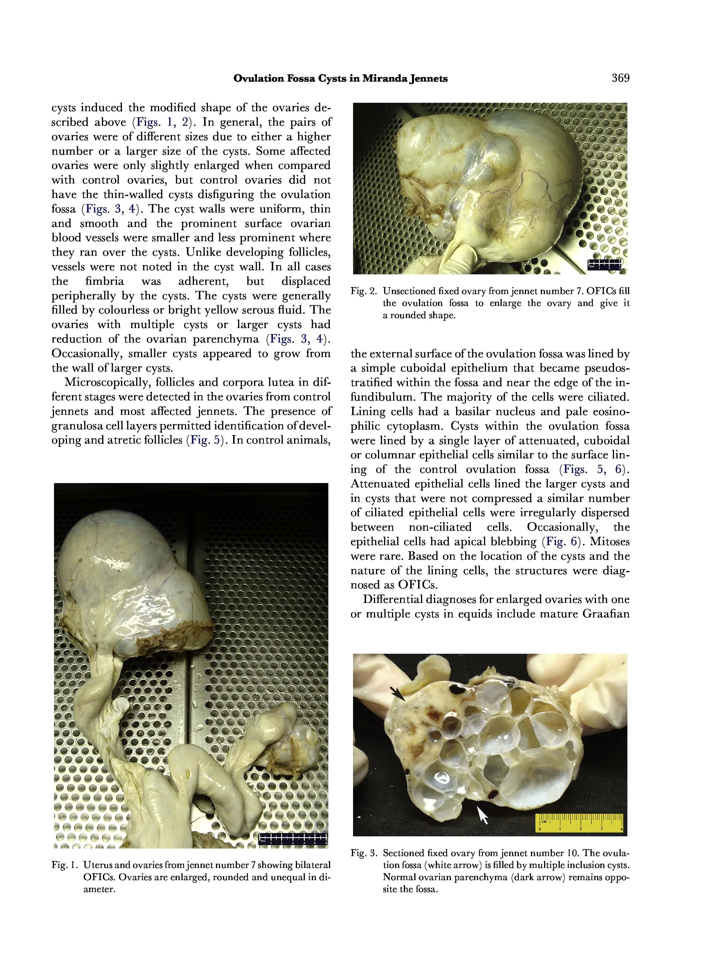 page-2.jpg