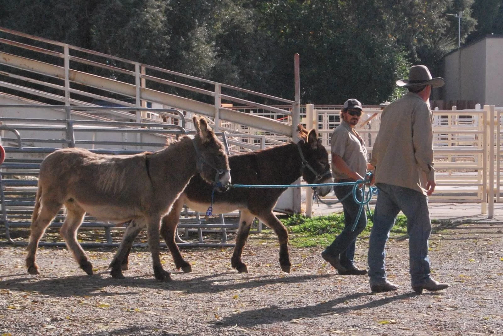 Second Annual Donkey Welfare Symposium