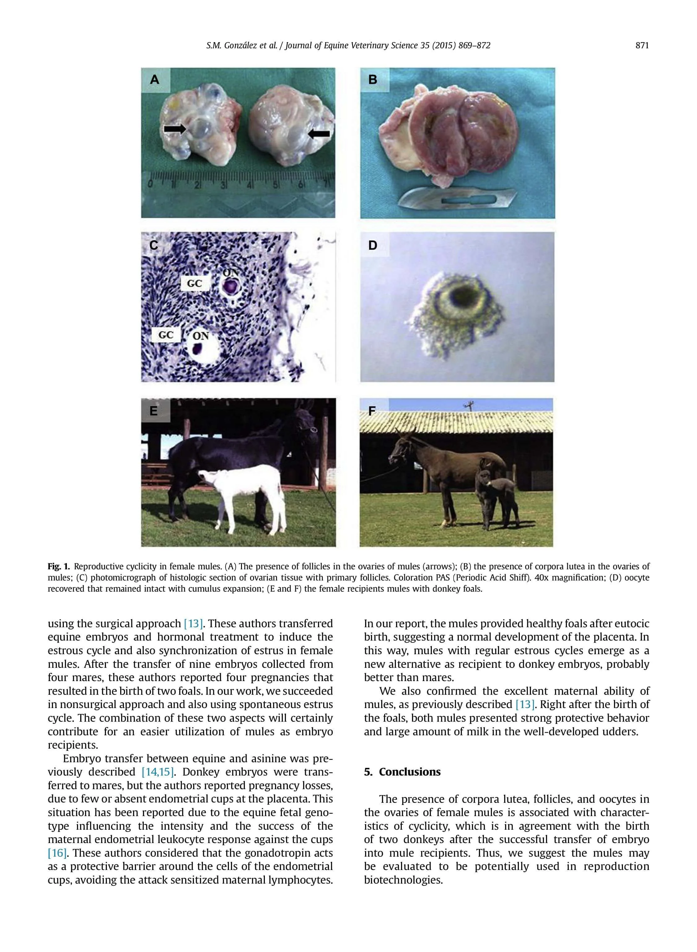 Evidences of Regular Estrous Cycles — American Mule Association