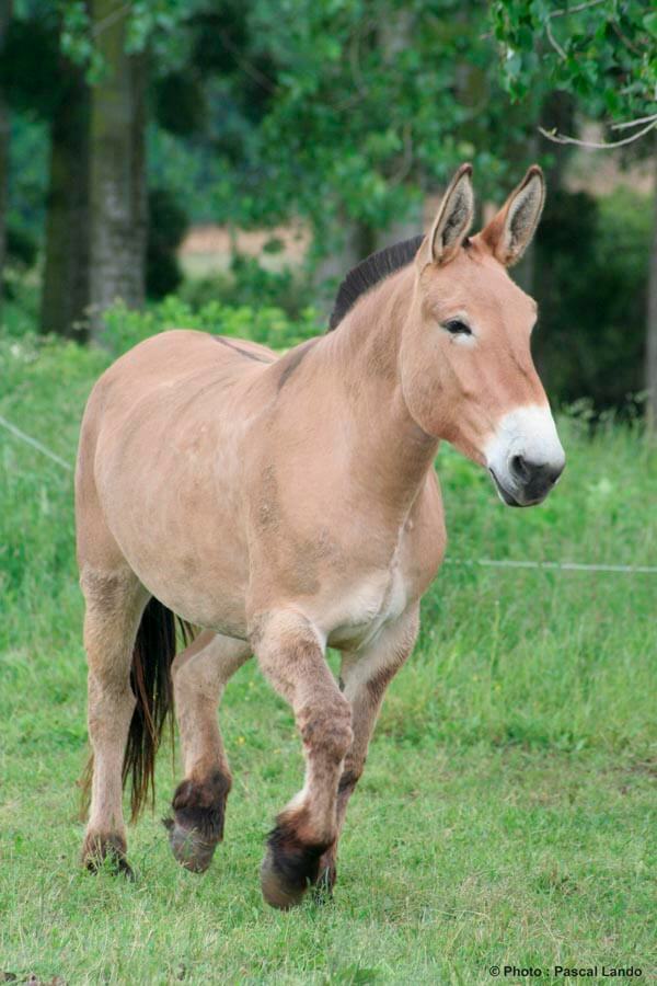 La Mule Poitevine, born of the Poitevin Mulassier and Baudet de Poitou (see end of article). Used today in forestry. Source: parcchevauxdumonde.com