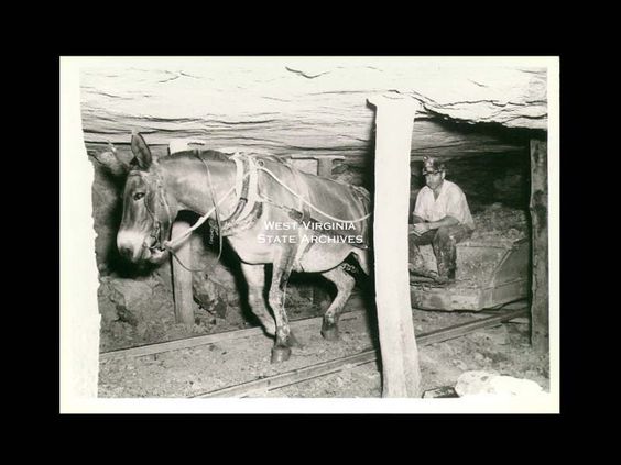 Mules were working in coal mines up to the mid 20th century. Source: West Virginia Archives. 1952