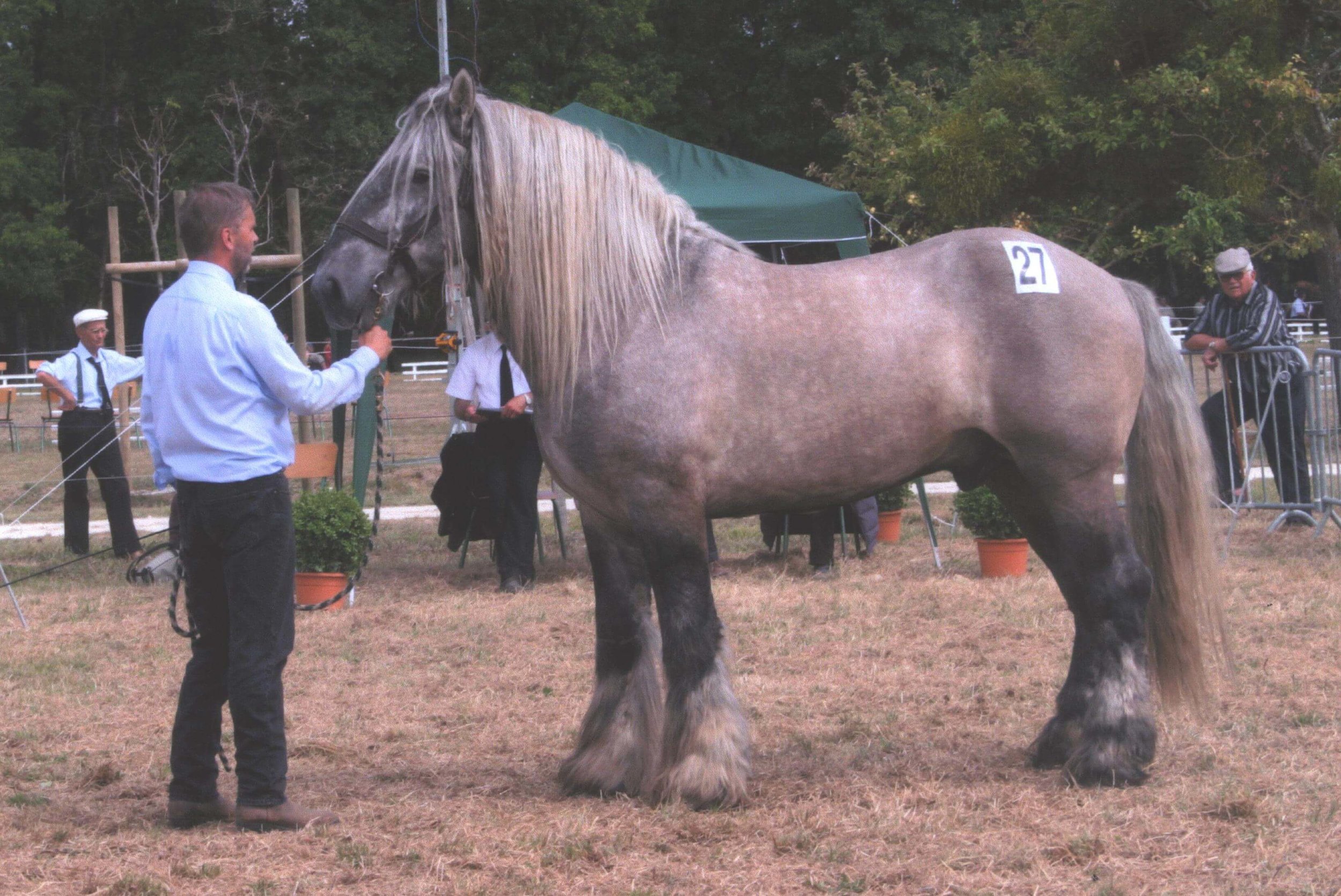 The Poitevin Mulassier, used for breeding the hardy Mule Poitevin (see photo in para. 6). Credit: Par Poitou — Travail personnel, CC BY 3.0, source: Wikipédia