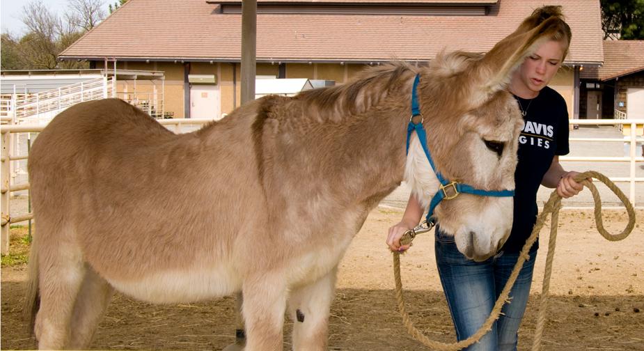Jessica Ash, as an animal science major in 2013, works with Action Jackson at the Horse Barn. Ash is now a student in the School of Veterinary Medicine. (David Reynolds photo)