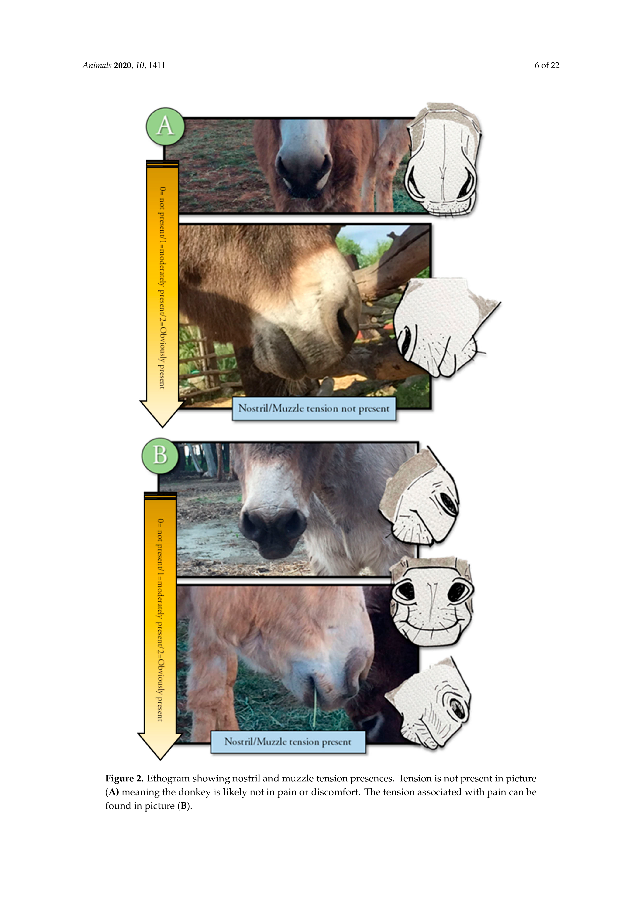 Development of a Donkey Grimace Scale_06.png