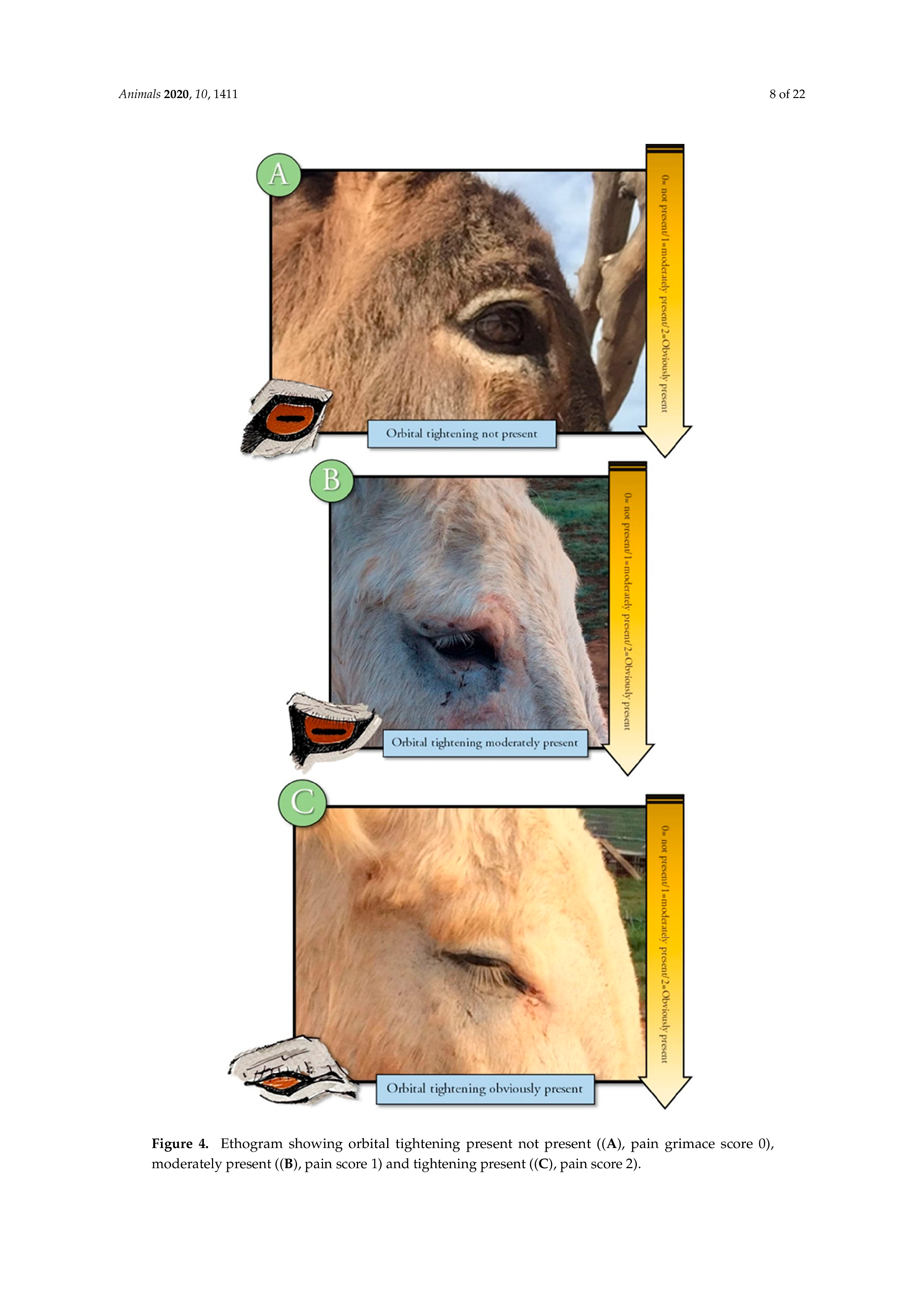 Development of a Donkey Grimace Scale_08.png
