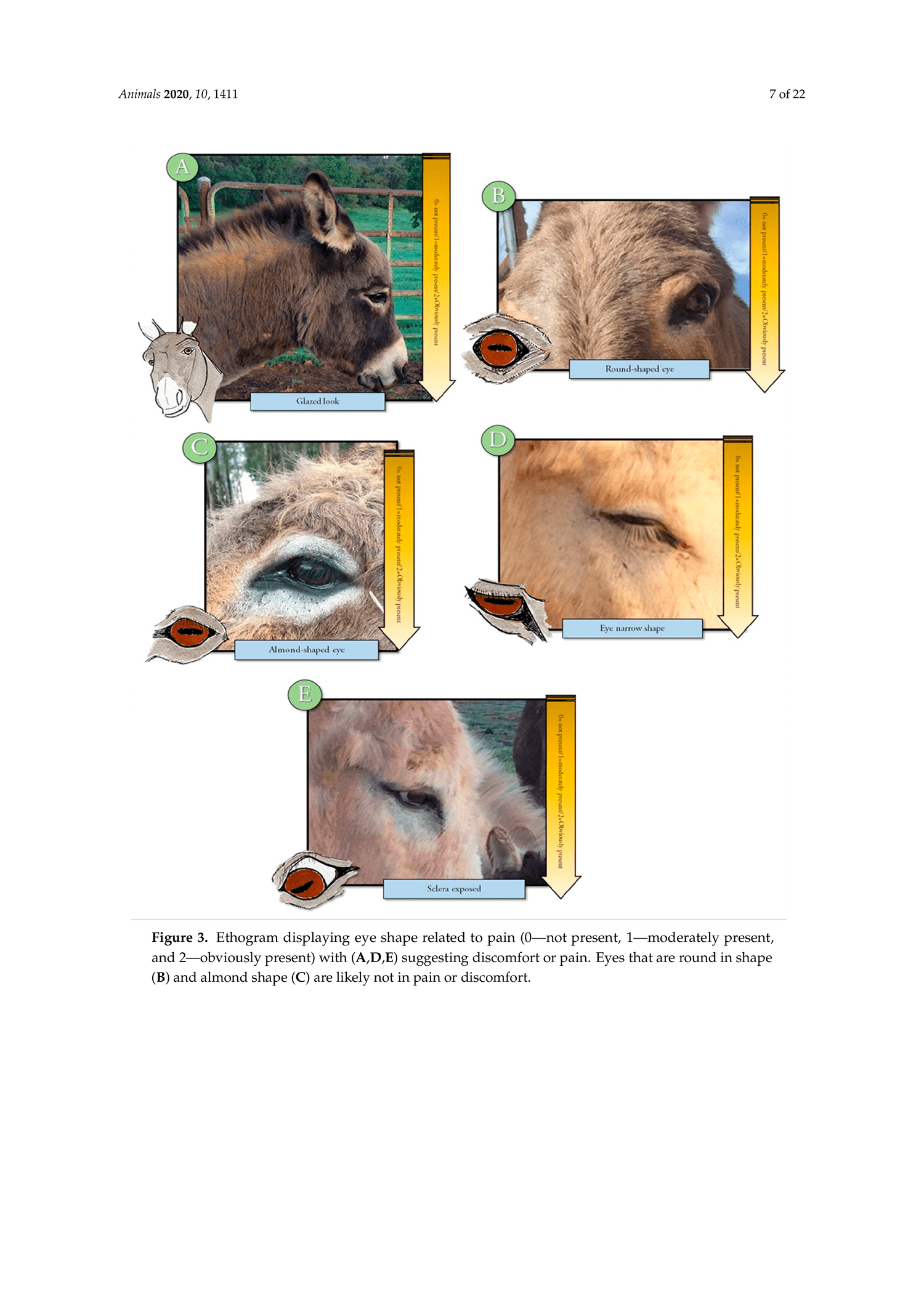 Development of a Donkey Grimace Scale — American Mule Association
