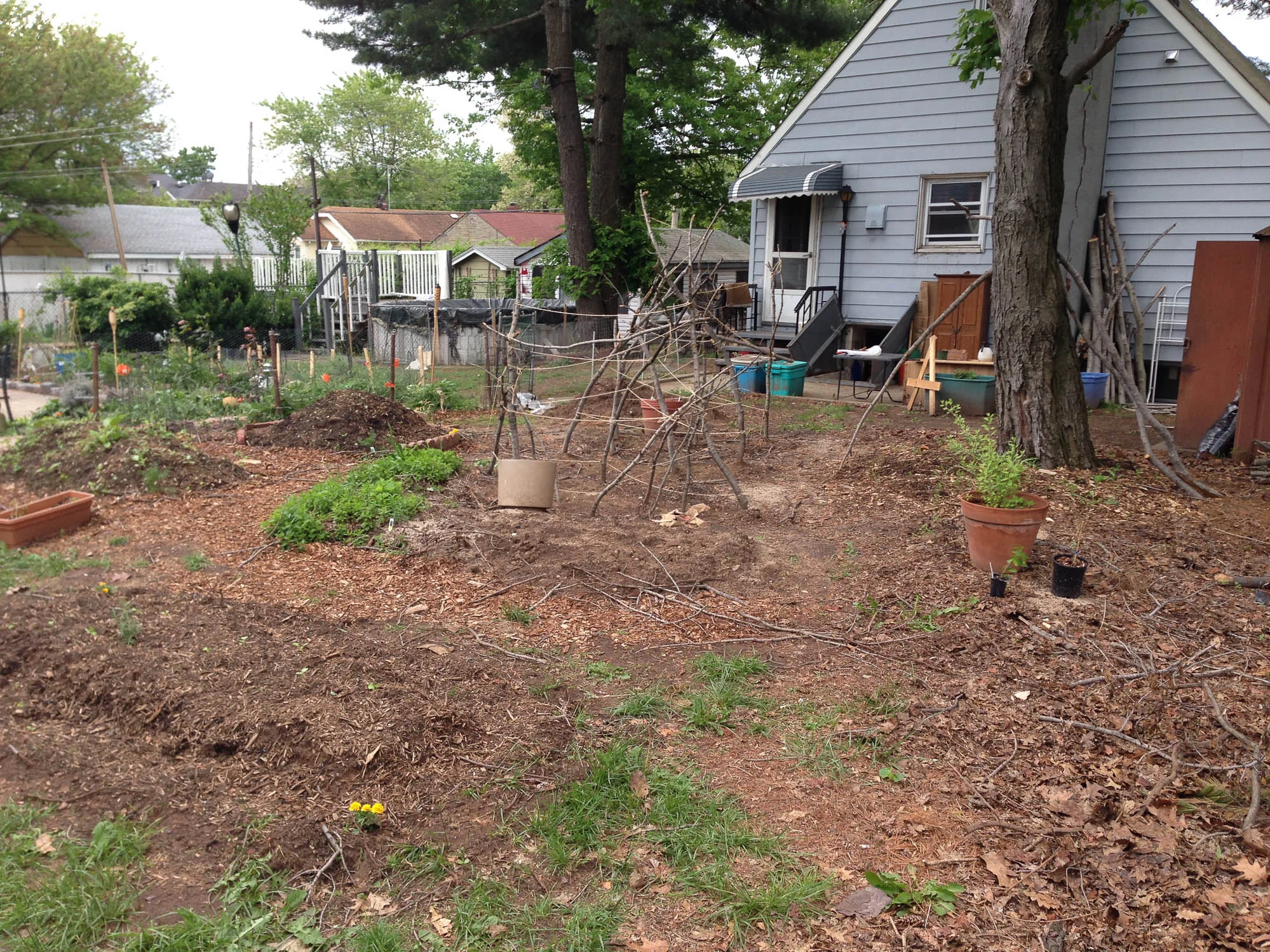 With all the beds seeded I began to place out potted perennials.
