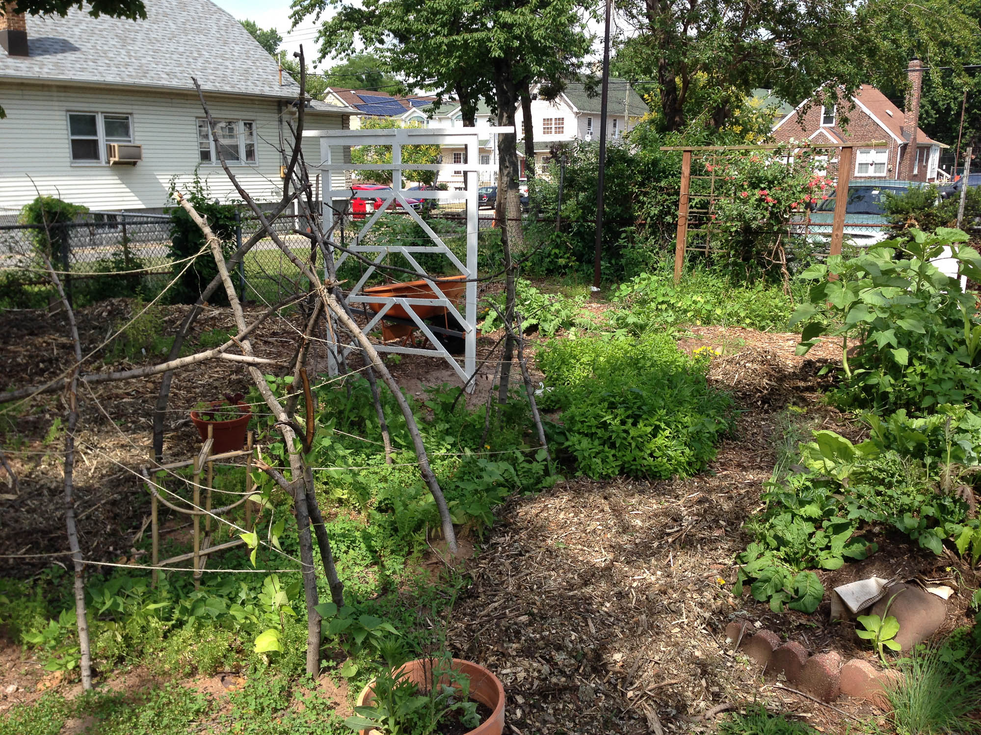  Everything was planted very late.&nbsp; But by the end of June things were getting green.&nbsp; The amount of insect life in the yard was unlike I had seen it since my childhood and I was feeling optimistic. 