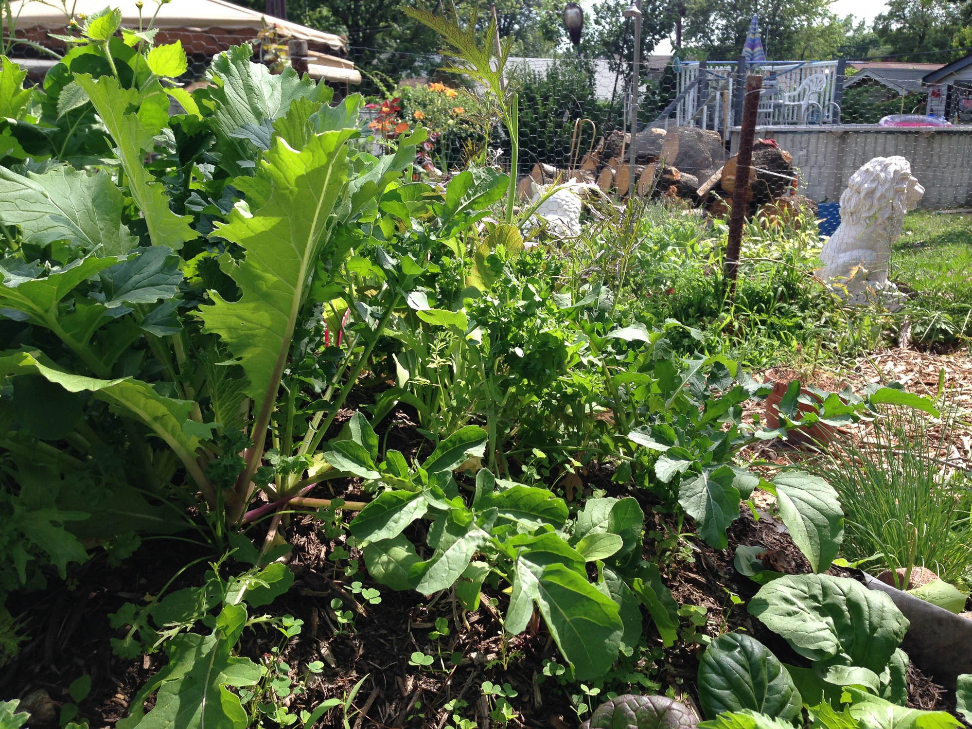 Mustards and Brassicas