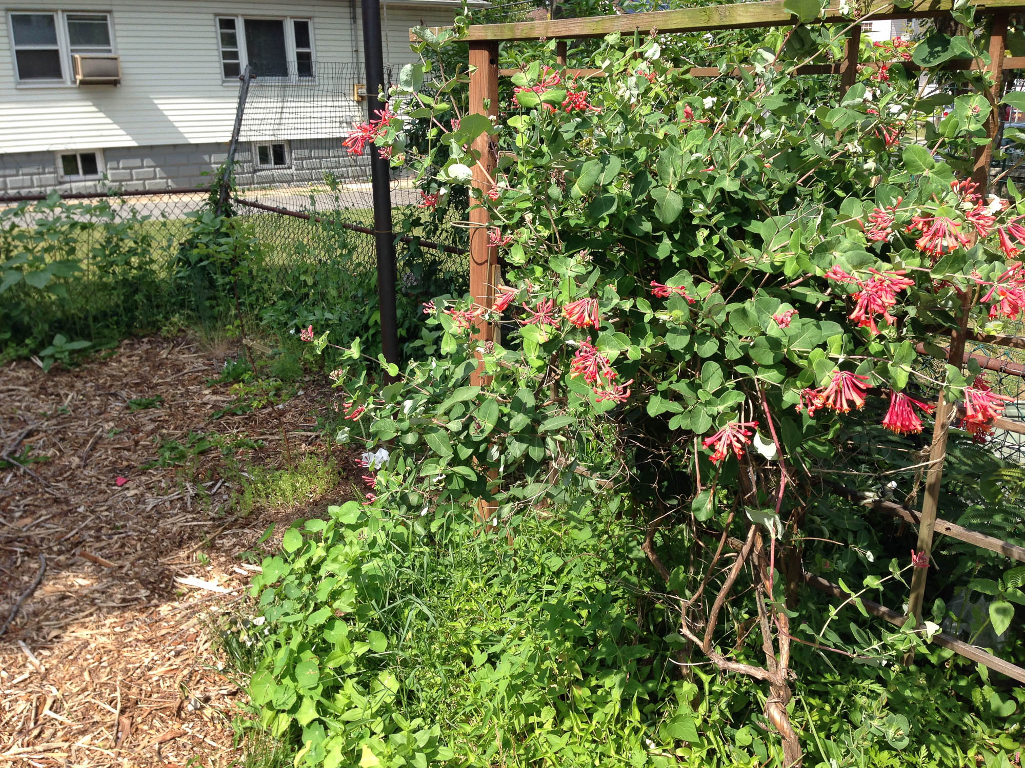  We've gotten Humming birds every year since I planted her. 