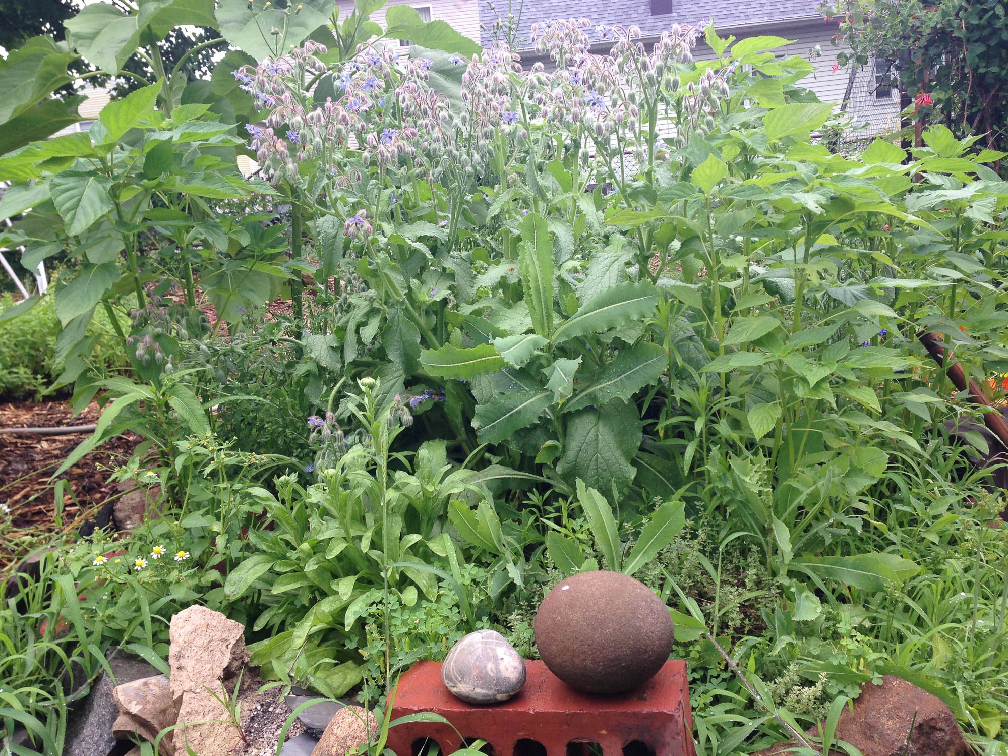 The entire yard was vibrating by this time. Bees love Borage.