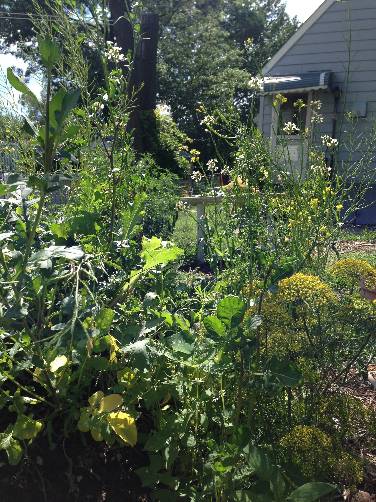  From Mid-July till the end of the warm growing season the garden looked like this. 