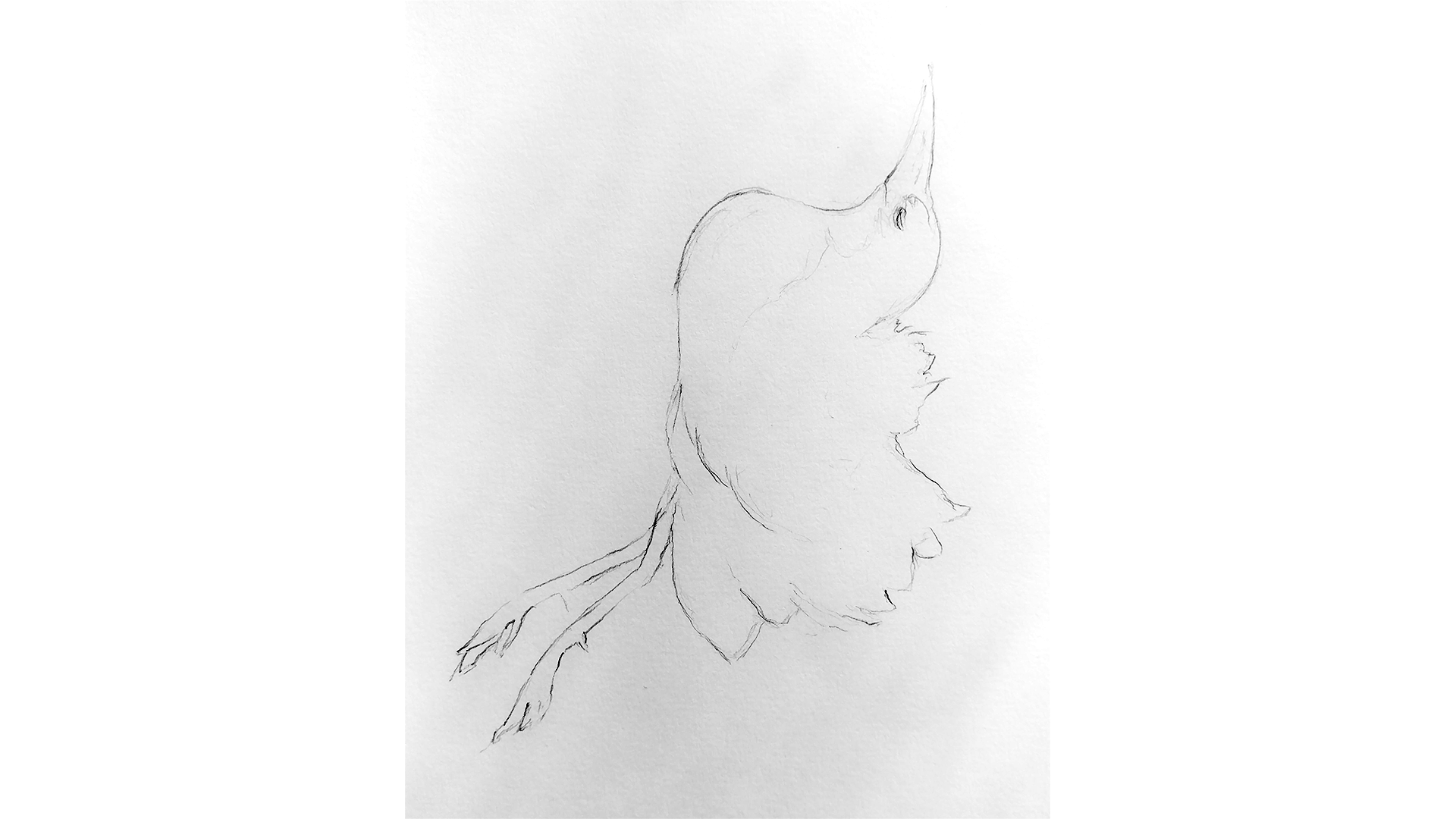 dumbbird bird.png