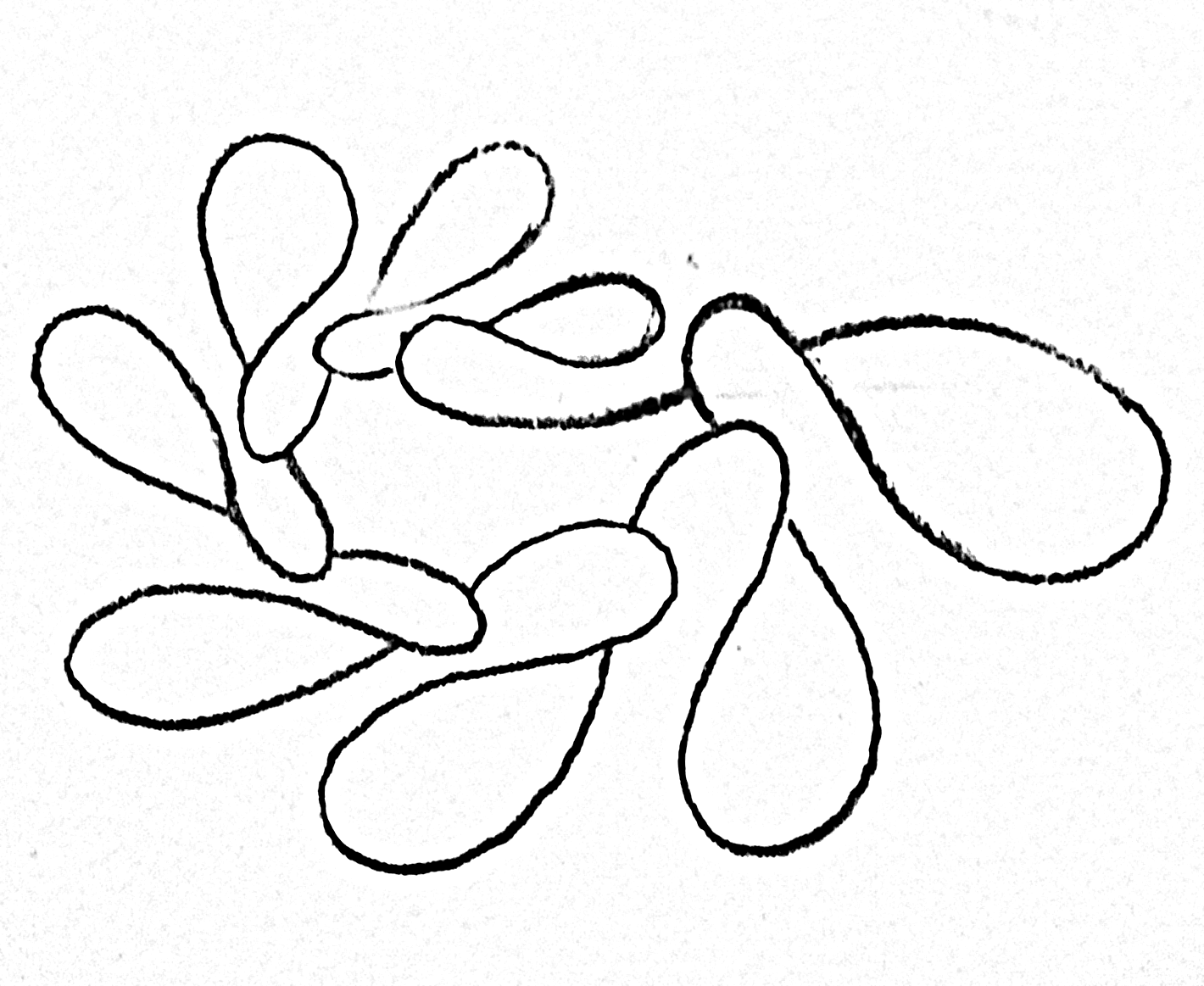 dumbbird xx squiggle_.png