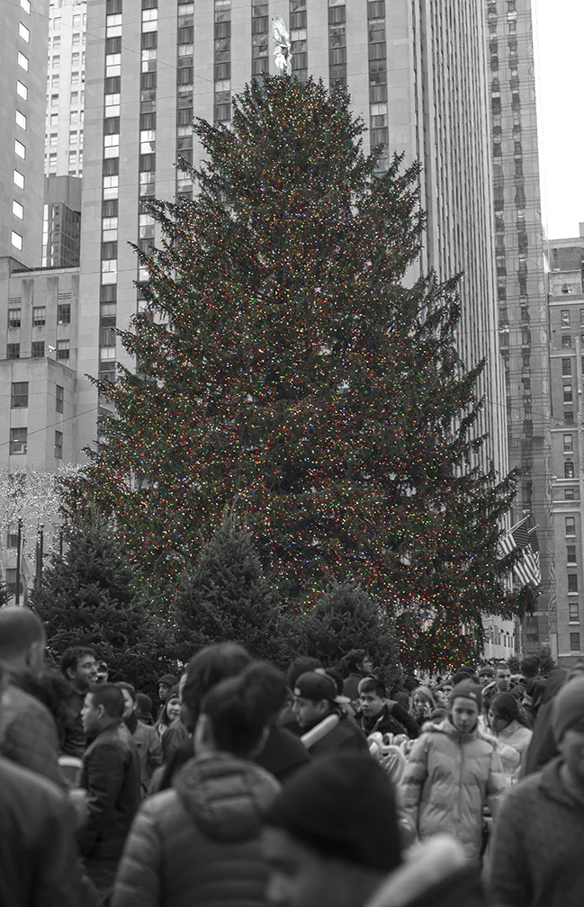 Tree_5415.jpg
