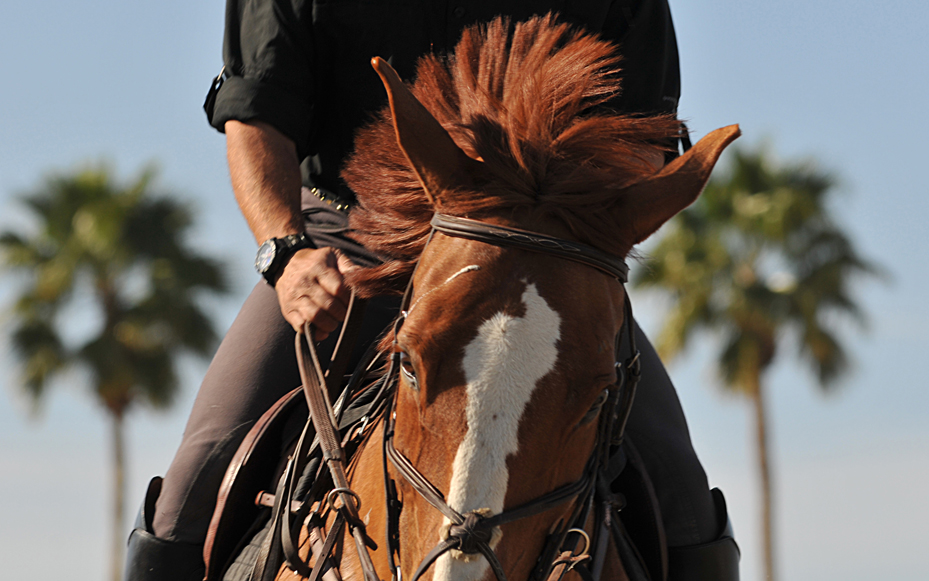HorseFace_1296©ChesherCat.jpg