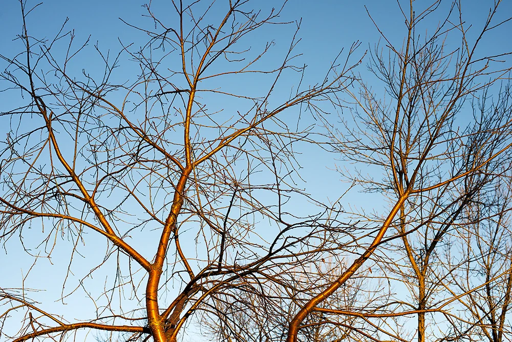 Trees_6179.jpg