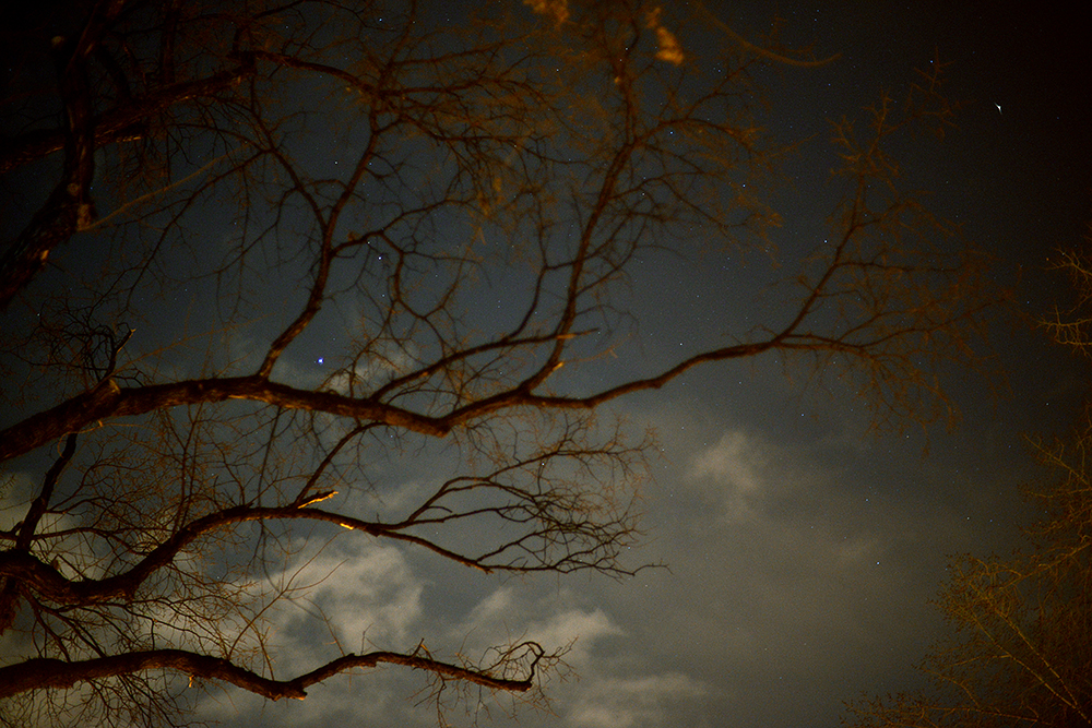 Naked Tree - Nikon D800, 50mm lens, Exp 0.3 sec, f 1.4, ISO 1250