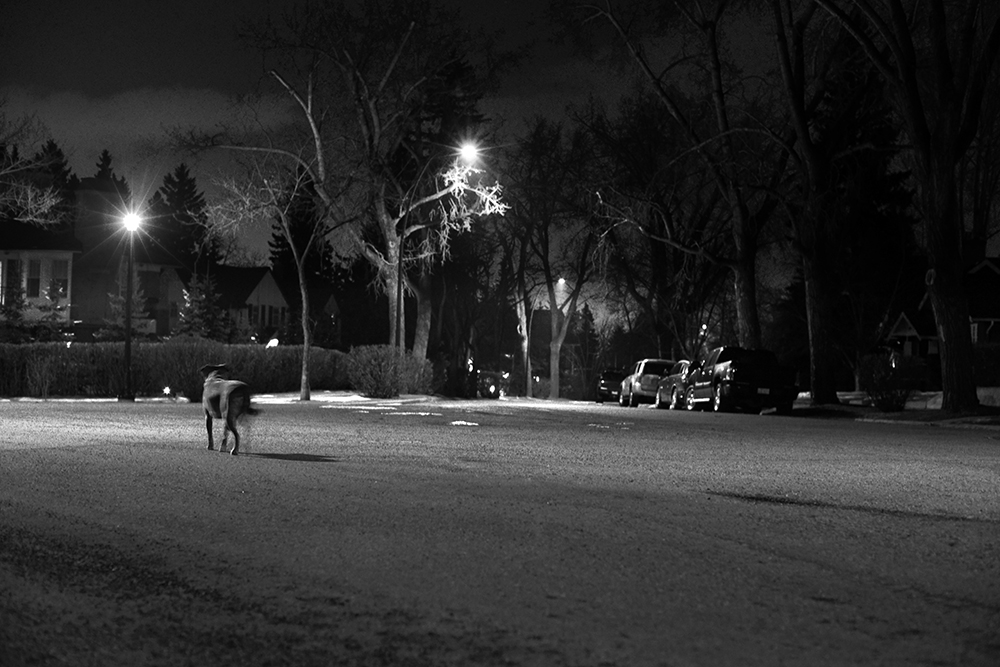 The Rabbit Chaser - Nikon D800, 50mm lens, Exp 1/4 sec, f 3.5, ISO 1250