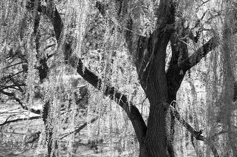 Willow_7476.jpg