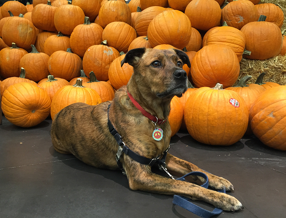Pumpkin and her Pumpkins