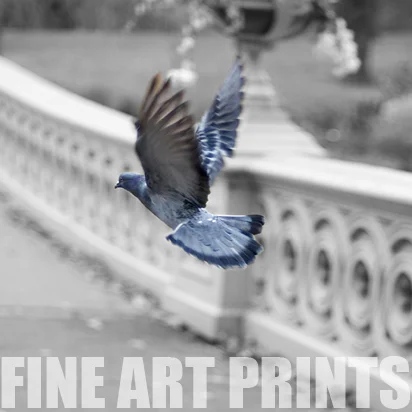 Fine Art Prints : My fine art photography is available in very limited editions. I am still building this page so if you see something in my photography pages that you would like, please contact me.