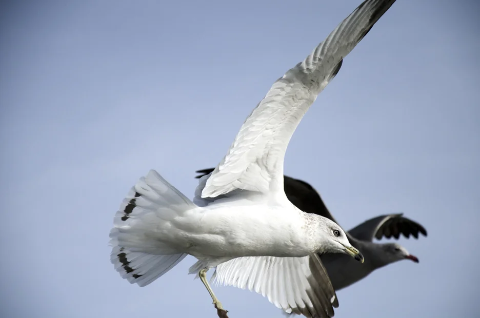 Seagulls_3119.jpg