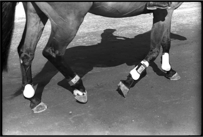 07__horse007.jpg