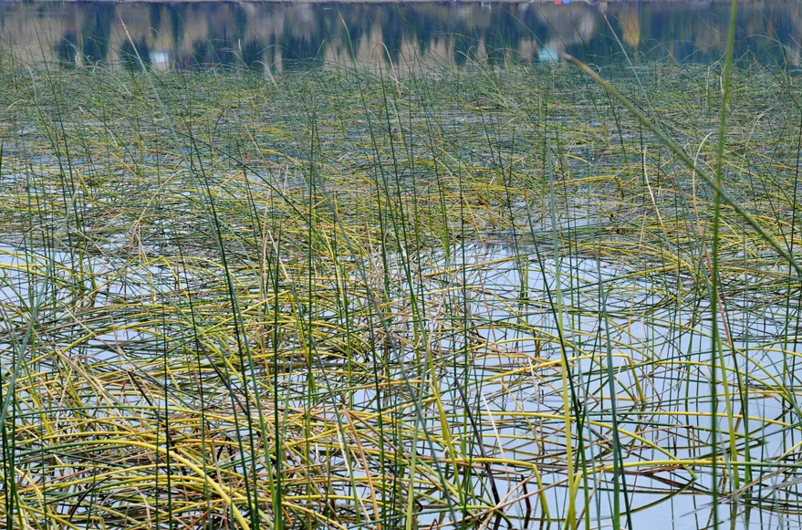 Reeds_9655©ChesherCat.jpg