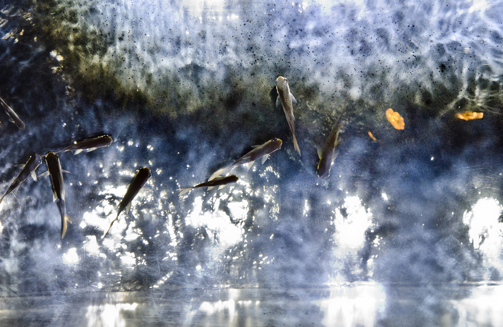 ©ChesherCat_0667Fishes.jpg
