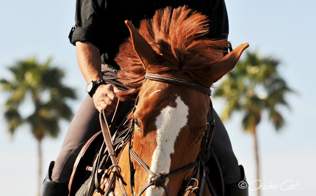 Horse and Two Palms, 2012 Shot on Nikon D300 02/25/12 Posted 11/08/17