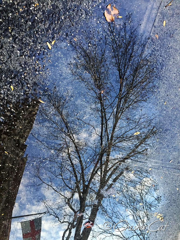 Tree, 2017 Shot on iPhone6 12/24/17 Posted 12/24/17