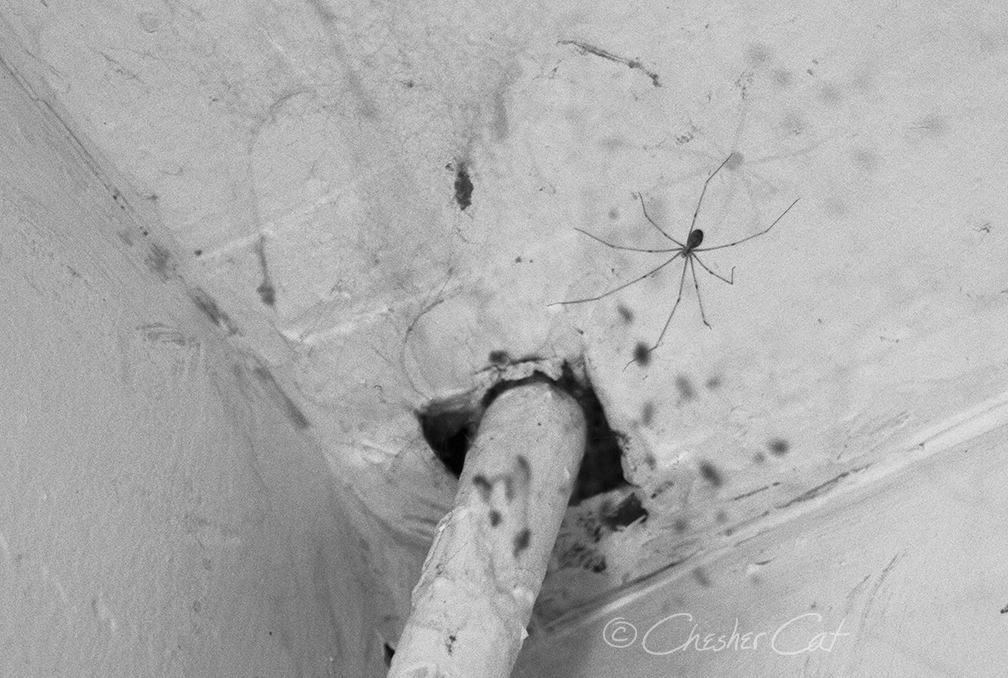 Pholcus phalangioides, 2018 Shot on Nikon D7000 8/29/18 Posted 08/31/2018