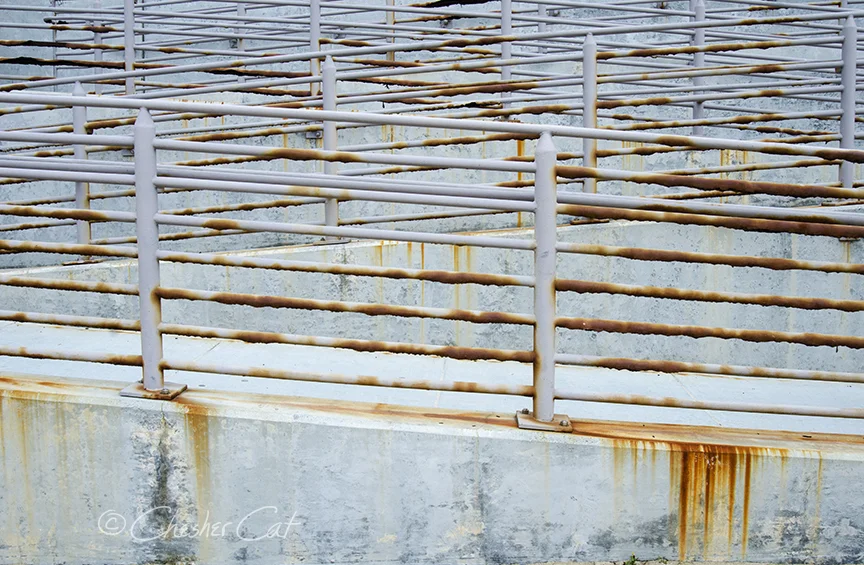 Rust, 2019 Shot on Nikon D7000 2/12/19 Posted 2/12/19