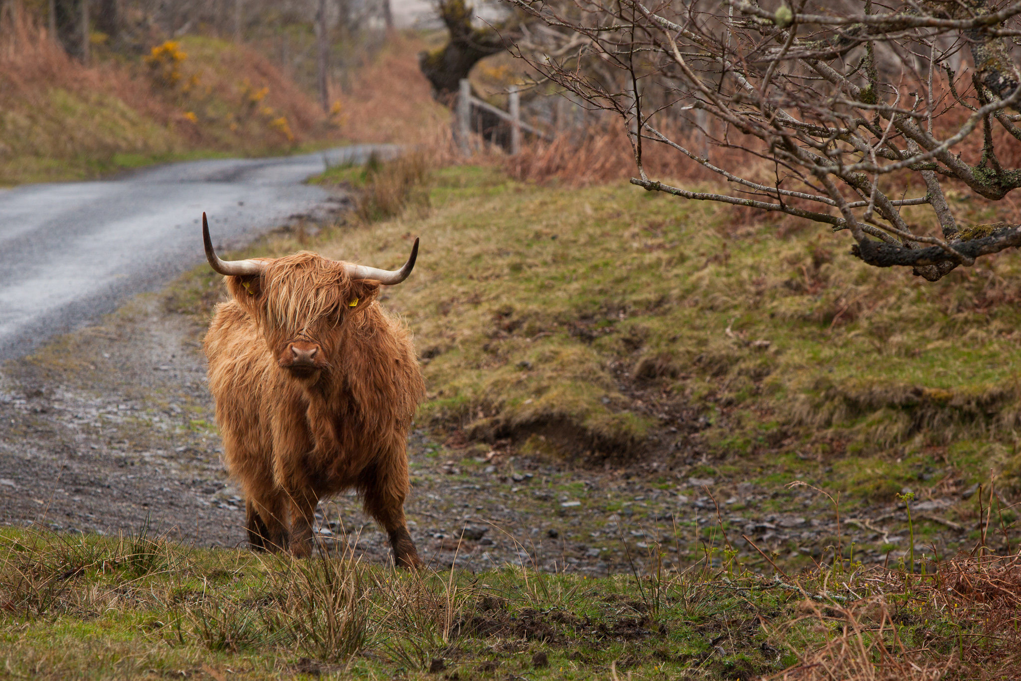 These guys, known by the locals as "Hairy Coos" were everywhere, freely roaming, and quickly became my favourite thing about Scotland. (Also the sheep...the sheep were like our deer...EVERYWHERE.)