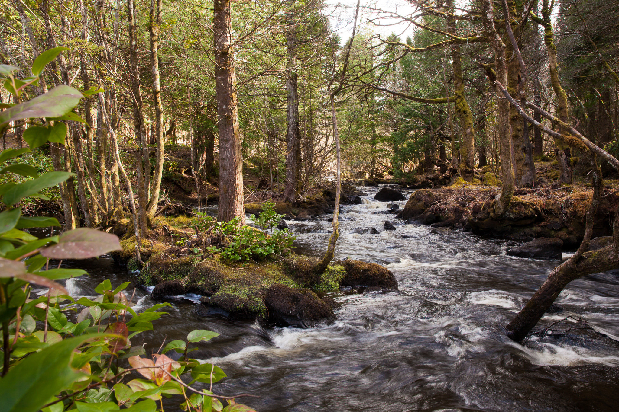Aros Trail. I quickly fell in love. There's also a waterfall every km or so that empties into the harbour at Tobermory.