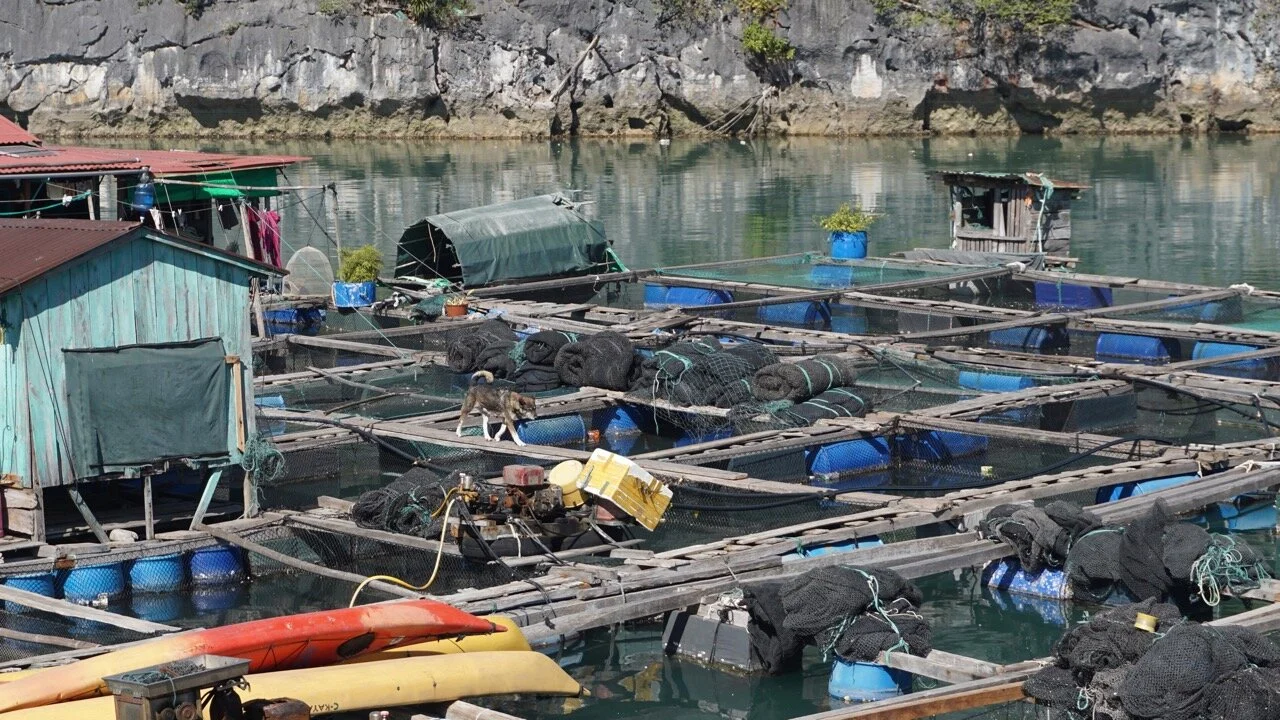 Fishing Villages and dogs - 4.jpg