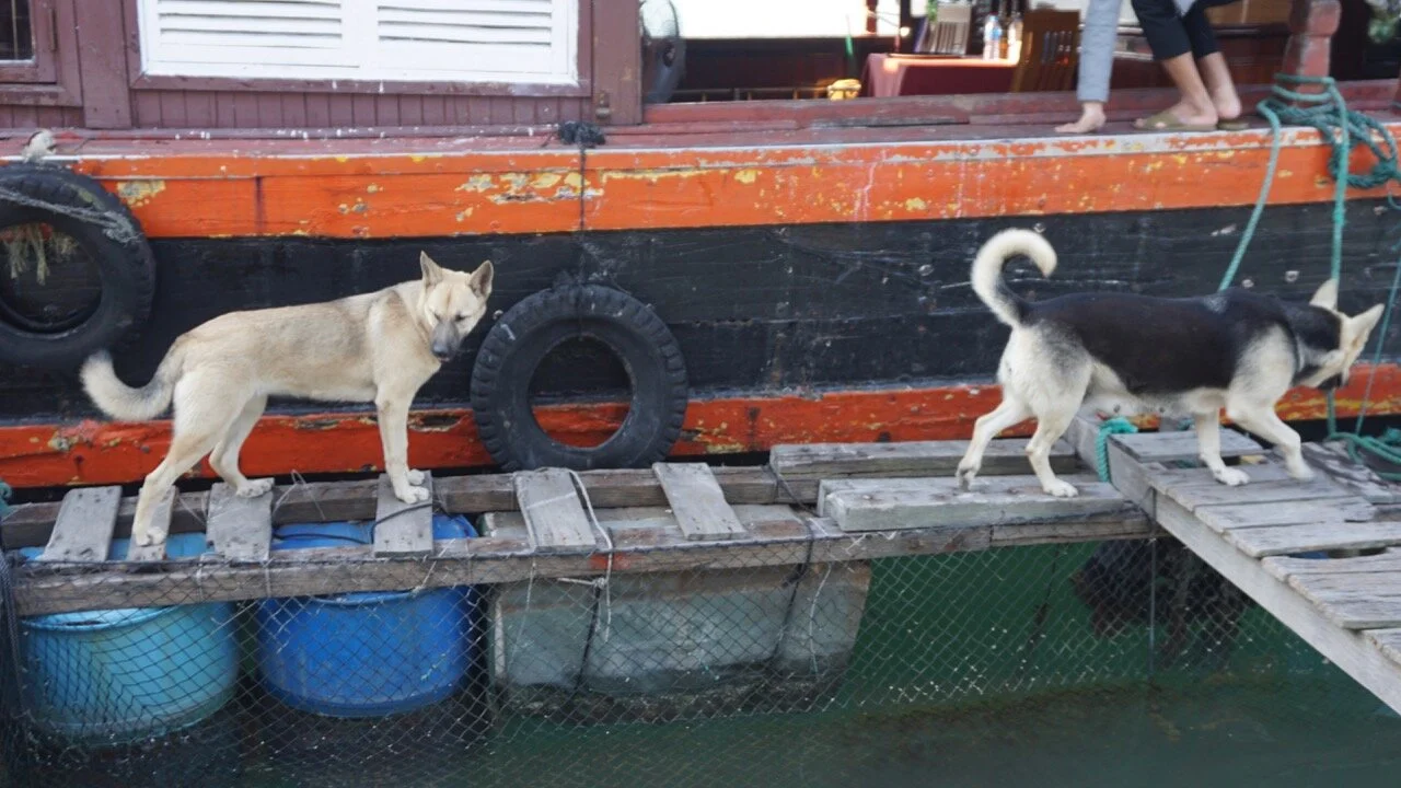Fishing Villages and dogs - 6.jpg