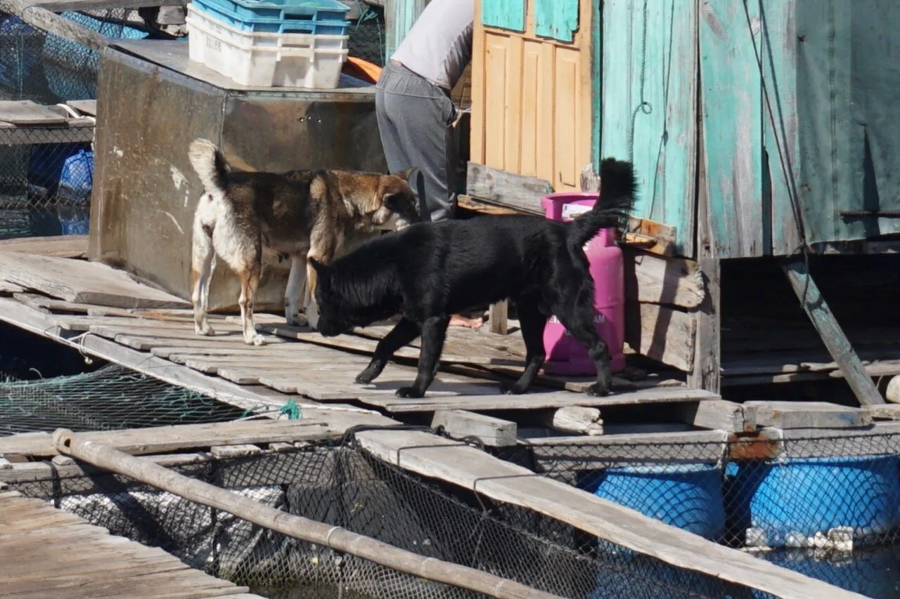 Fishing Villages and dogs - 10.jpg