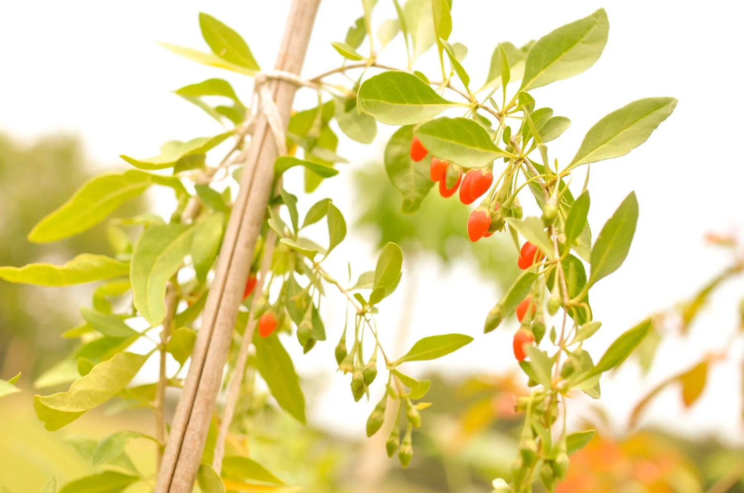 Goji Berries