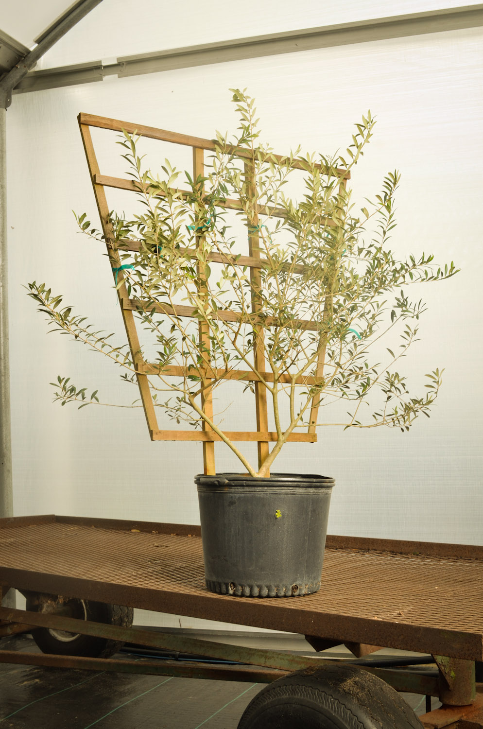 Olive espalier-9426.jpg