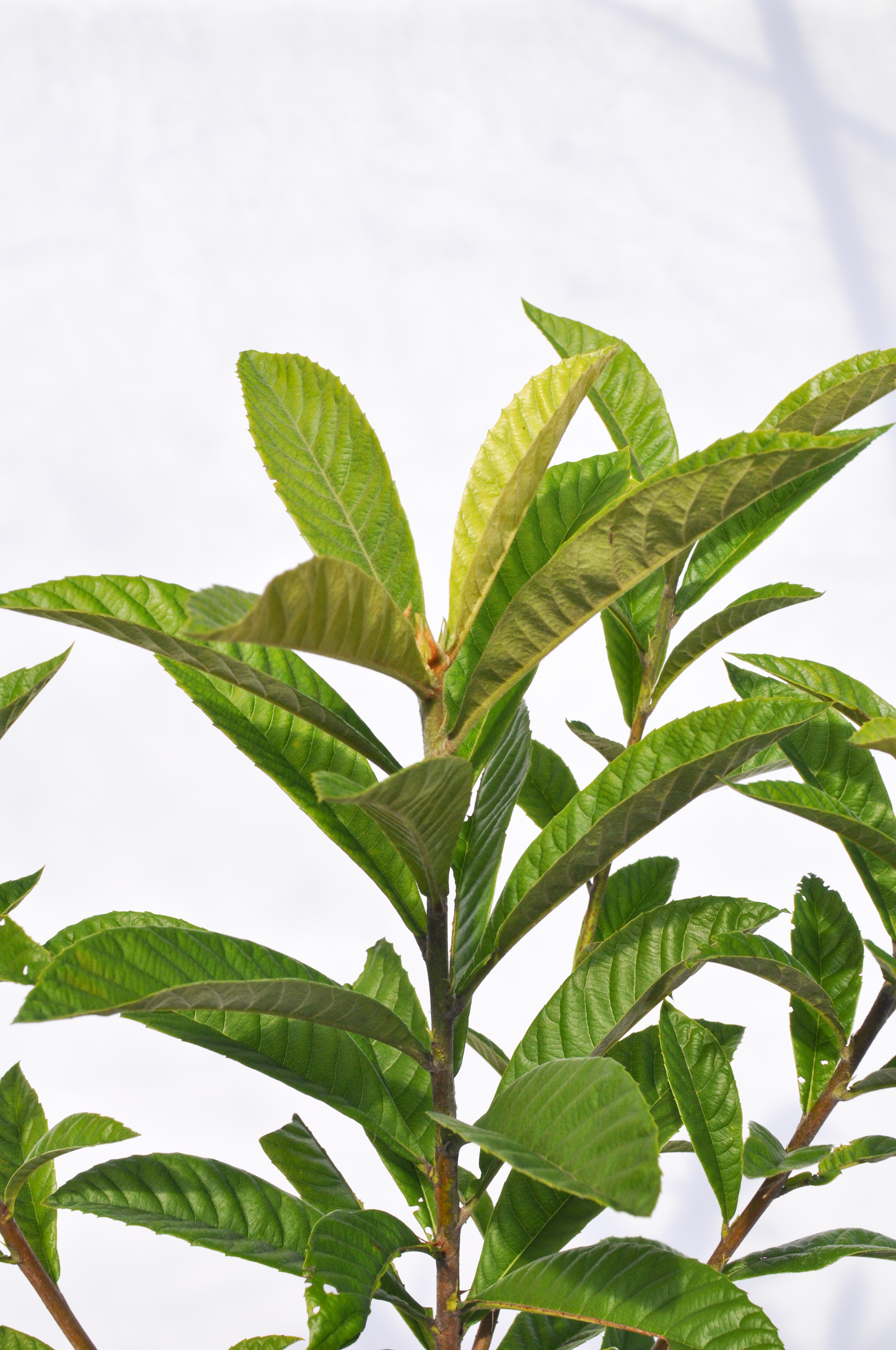 loquat-534.jpg