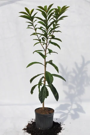 Loquat  A Natural Farm