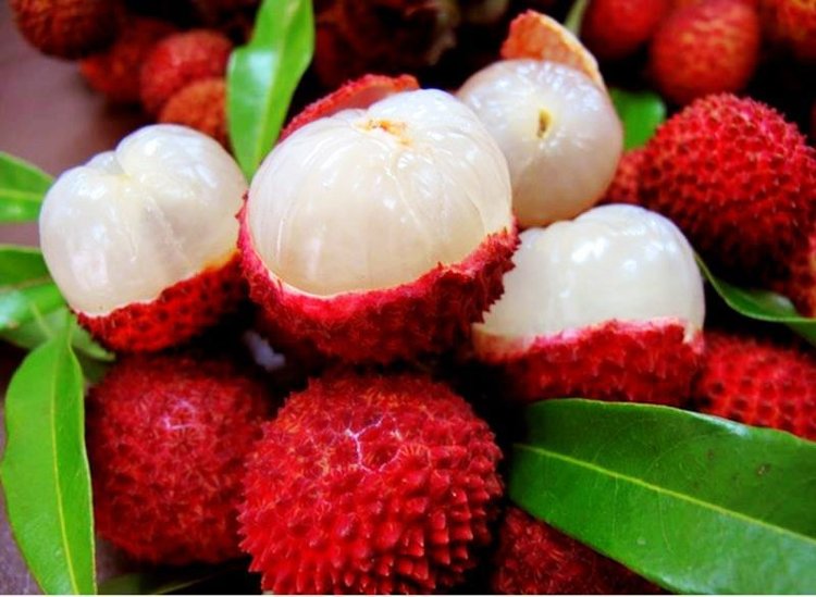 Lychee A Natural Farm