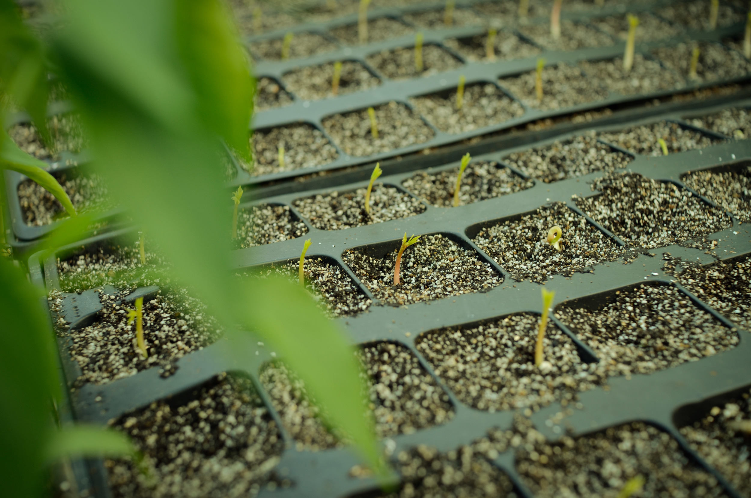 moringa-seedlings-3304.jpg